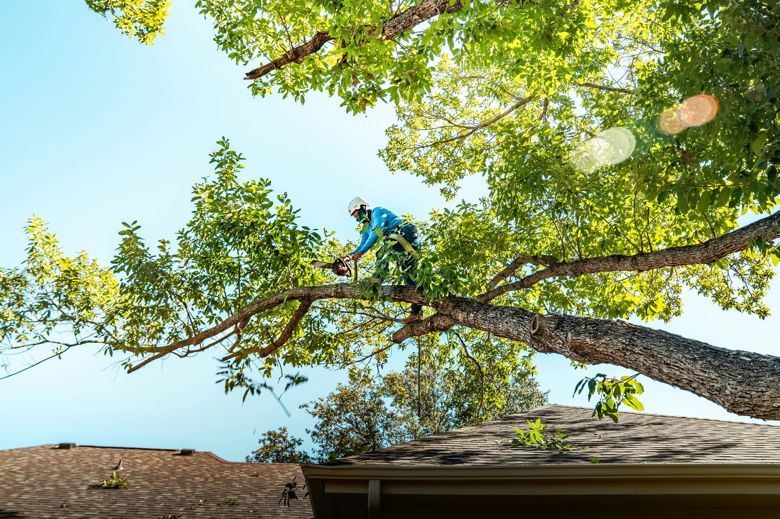 Tree service in Ucon Idaho